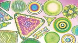 پاورپوینت جانداران ساده