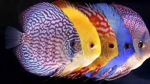 ناگفته های ماهی دیسکس ( Discus Fish Secrets)