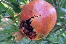 پاورپوینت آفات انار (ppt) 49 اسلاید